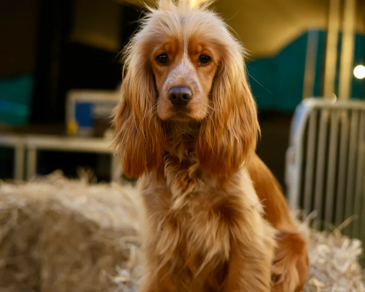 Dogs welcome at Tennessee Hills